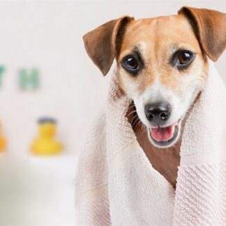 Ολοκληρωμένη <strong>περιποίηση</strong> και <strong>καλλωπισμός σκύλου</strong>