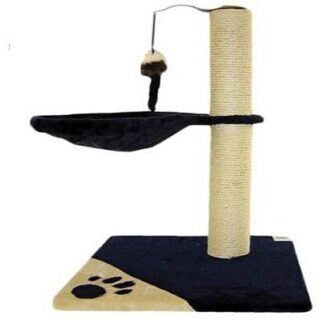 Cavia Ονυχοδρόμιο foxy