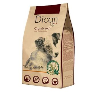 Dican up Cross breed